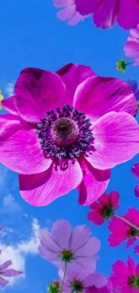 This live phone wallpaper features stunning close-up of colorful anemone flowers set against a blue sky background