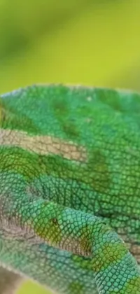 This live phone wallpaper features a stunning close-up shot of a chameleon on a branch, showcasing its vivid green scales with fractal veins running through them