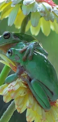 Enhance your phone's wallpaper with this stunning live wallpaper featuring a beautiful green frog perched upon a vibrant flower in the midst of a lush rain shower