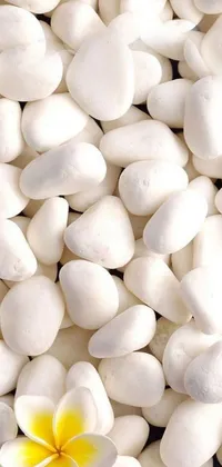 This phone live wallpaper showcases a serene image of a pile of white pebbles with a bright yellow flower