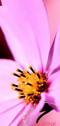 This stunning live wallpaper features a captivating macro photograph of a vibrantly colored flower