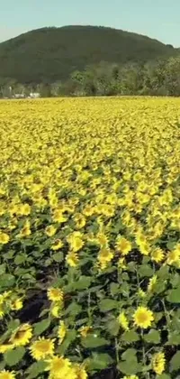 This phone live wallpaper showcases a breathtaking field of sunflowers with a mountain backdrop