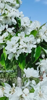 Looking for a refreshing live wallpaper for your phone? Enjoy this close up of a white flower tree with an elegant arabesque design