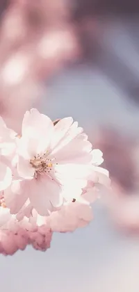 This phone live wallpaper showcases a beautiful close-up image of a flower on a tree, adding a sense of romanticism and tranquility