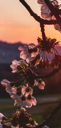 This breathtaking phone live wallpaper showcases a stunning tree captured in a close up shot with an exquisite sunset in the background