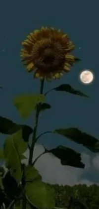 The live phone wallpaper depicts a stunning sunflower with a full moon in the backdrop