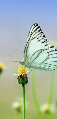 This phone live wallpaper boasts a stunning, true-to-life macro photograph of a butterfly resting on a flower