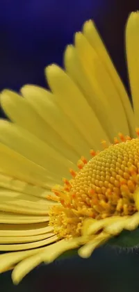 This phone live wallpaper showcases a stunning close-up of a yellow daisy flower against a dark background