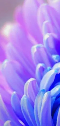 This phone live wallpaper features a macro photograph of a purple chrysanthemum with colorful petals