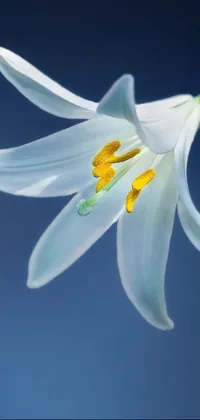 This live wallpaper for phones showcases a stunning white flower with intricate petals on a calming blue background