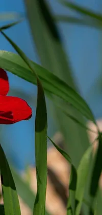 Looking for a stunning live wallpaper for your phone? Check out this gorgeous image of a red flower atop a green plant, set against a serene sky with gentle swaying reeds in the background