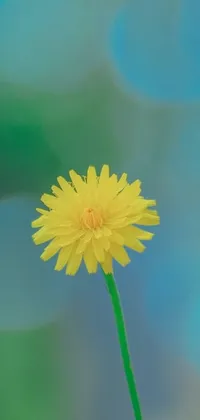 This stunning phone live wallpaper features a yellow flower atop a green stem