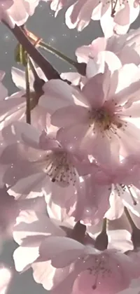 This phone live wallpaper showcases beautiful pink flowers during sakura season