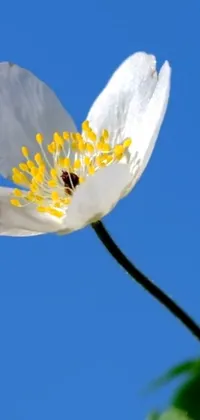 Enjoy the breathtaking beauty of nature with this close-up live wallpaper capturing the intricate details of a delicate white flower set against a clear blue sky