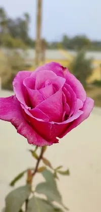 This phone live wallpaper depicts a vibrant pink rose with soft petals and a prominent yellow center, arranged on a stem surrounded by lush green foliage