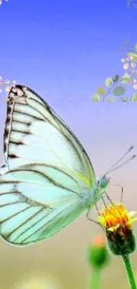 This phone live wallpaper features a beautiful butterfly resting on a vivid flower
