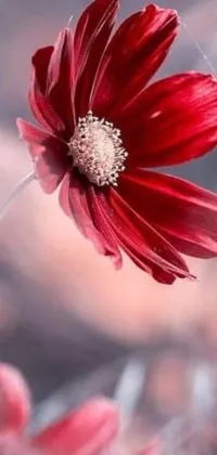 This romantic phone live wallpaper features a vibrant red flower with a blurry background, perfect for lovers of nature photography and abstract art