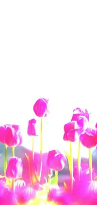 This lively phone wallpaper displays a beautiful digital painting of a sunny field of pink tulips