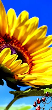 This <a href="/">live wallpaper</a> features a stunning sunflower in full bloom, set against a bright blue sky