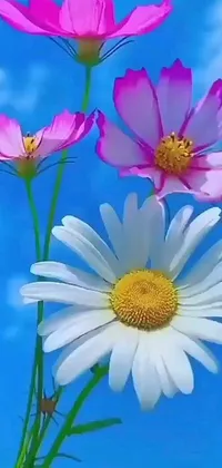 This live wallpaper for your phone showcases a striking image of three white and pink flowers against a blue sky