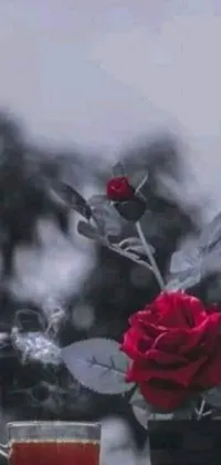 This live wallpaper has a beautiful image depicting a red rose next to a cup of tea, while a picture hangs in the background