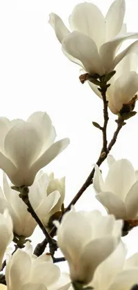 This live wallpaper features a beautiful clustering of white flowers atop a baroque tree, with a deep shade of green magnolia leaves, and a white background