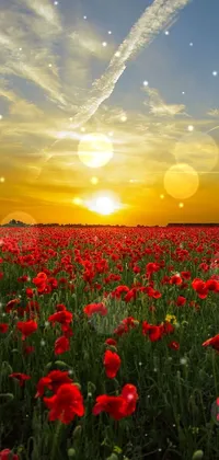 This phone live wallpaper displays a wide-shot photo of a beautiful field of red flowers basking in the serene warmth of a sunset