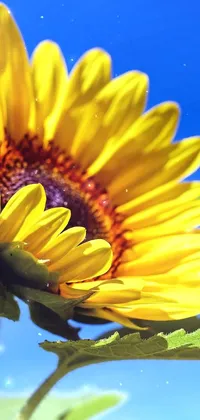 Add color to your phone screen with this stunning <a href="/">live wallpaper</a> featuring a gorgeous sunflower
