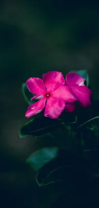 Introducing a stunning live wallpaper featuring a pink jasmine flower sitting atop a lush green leaf