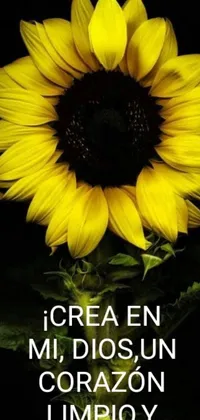 Get inspired with a stunning live wallpaper for your phone featuring a vibrant sunflower set against a black background