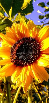 Looking for a striking <a href="/">live wallpaper</a> that will turn heads? Look no further than our close-up <a href="/flower-wallpapers/sunflower-wallpapers">sunflower wallpaper</a>, capturing every detail of the iconic flower in exceptional detail
