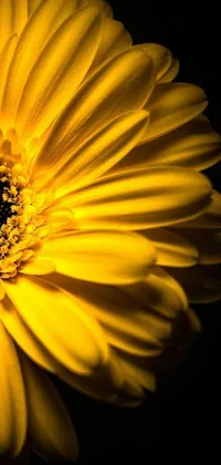 This live phone wallpaper is a stunning close-up photograph of a vibrant yellow daisy on a black background