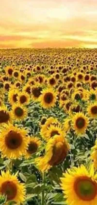 Flower Plant Sky Live Wallpaper