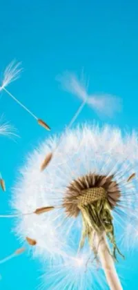 Elevate your phone's appearance with a stunning live wallpaper of a blowing dandelion against a clear blue sky! The digital 256x256 art by Niko Henrichon is an explosion of flowers and seeds, evoking hope and wishes