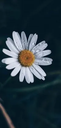 Get this elegant phone live wallpaper featuring a stunning image of a white flower with water droplets on its petals