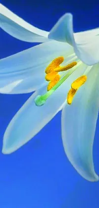 This exquisite live wallpaper features a magnified white lily blossom against a tranquil blue background, creating an immensely calming visual effect