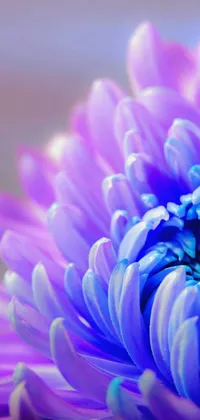Revamp your phone's look with this stunning live wallpaper featuring a breathtaking close-up view of a purple flower with delicate petals