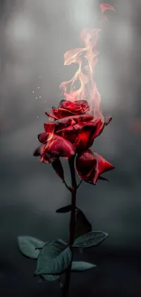 This phone live wallpaper portrays a striking red rose with a flame on its stem, set against a misty stretch of road