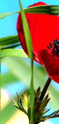 This beautiful live wallpaper showcases a red flower surrounded by a blue sky
