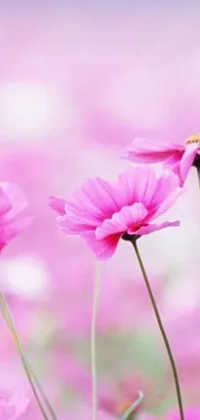 This phone live wallpaper features a stunning field of pink flowers set against a tranquil blue sky background