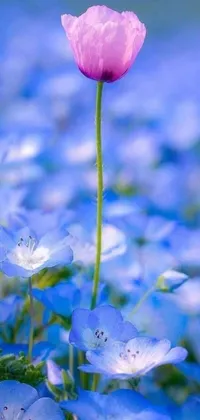 This exquisite phone live wallpaper showcases a captivating pink flower set in a field of blue flowers, representing the seasons of spring, summer, autumn, and winter