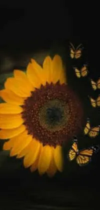 This phone live wallpaper showcases a beautiful, vibrant sunflower standing tall against a dark night sky
