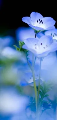 This phone live wallpaper features a group of blue flowers on a green field, set against a romantic, moonlit background