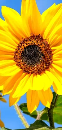This beautiful and vibrant live wallpaper features a stunning close-up of a sunflower, set against a clear blue sky background