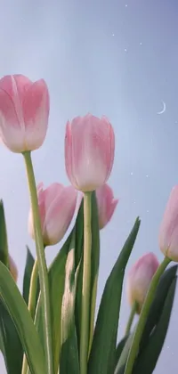 Flower Plant Sky Live Wallpaper