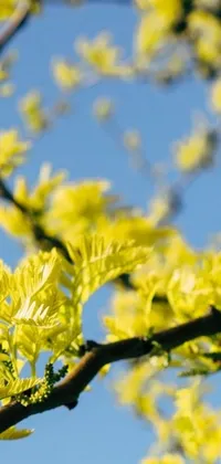 This phone live wallpaper features a bird perched on a tree branch surrounded by yellow flowers that reach towards the sky, creating a beautiful springtime scene