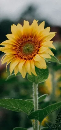 Adorn your phone with the stunning beauty of nature with this live wallpaper featuring a vibrant sunflower in a field