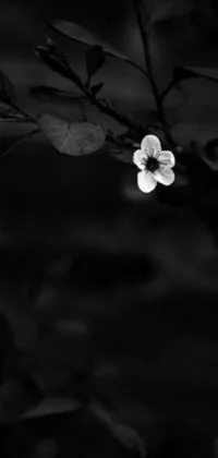This phone live wallpaper showcases a captivating black and white photo of a flower, exuding an elegant and timeless feel