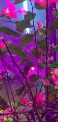 This phone live wallpaper features a close-up of a stunning pink flower plant, set against a backdrop of purple laser lighting