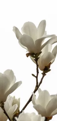 This live wallpaper features a serene and minimalist design of a magnolia tree with close-up shots of delicate white flowers
